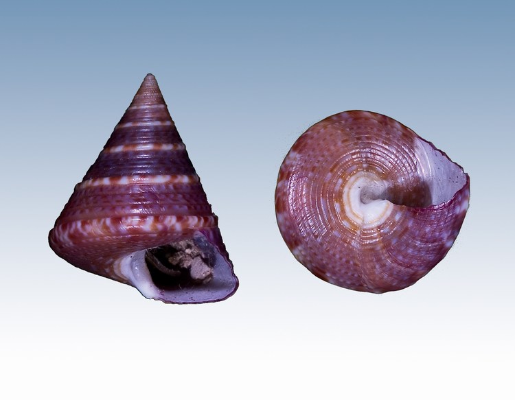 Calliostomatidae vari